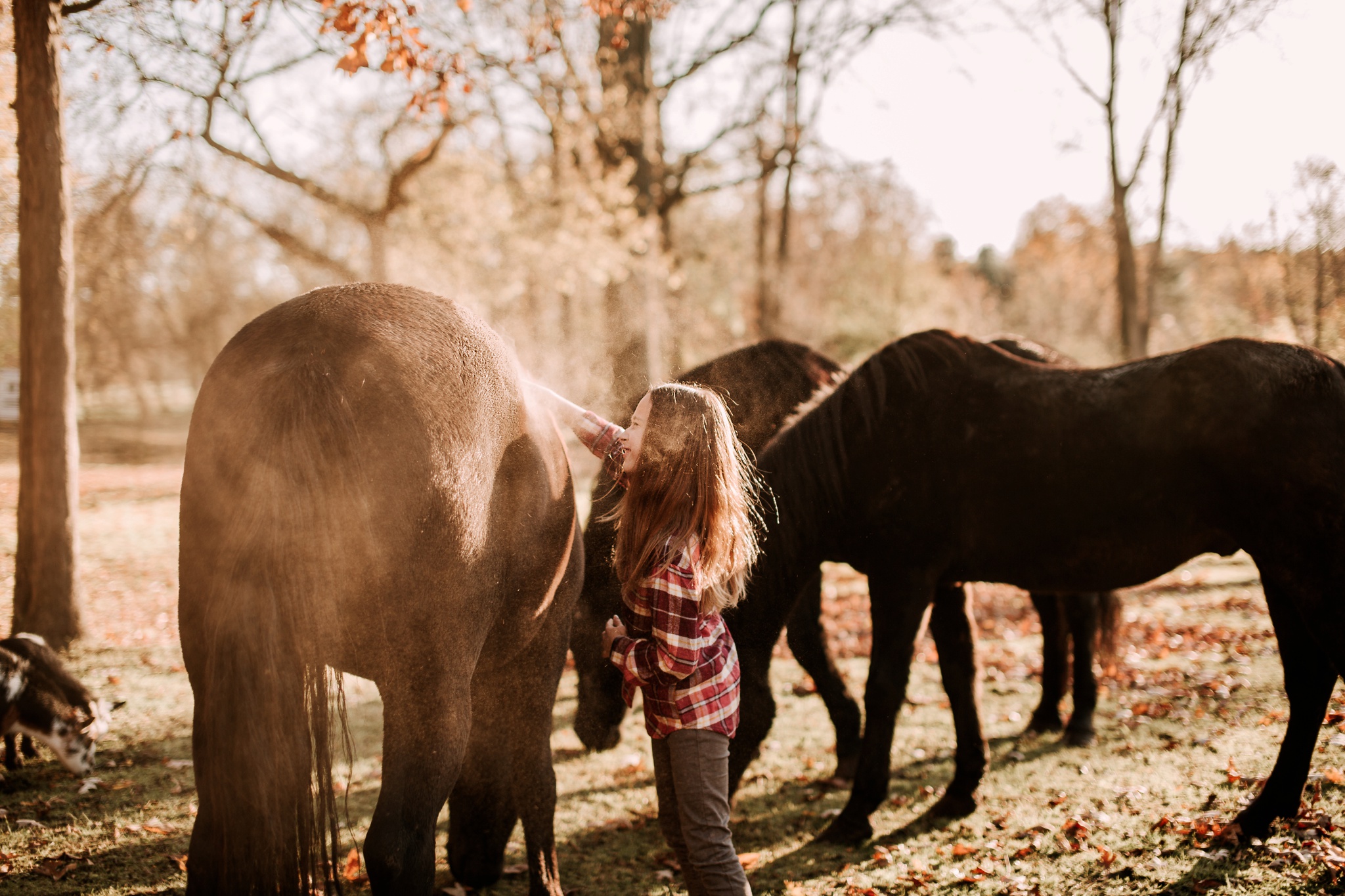 EQUESTRIAN PHOTOGRAPHER MICHIGAN