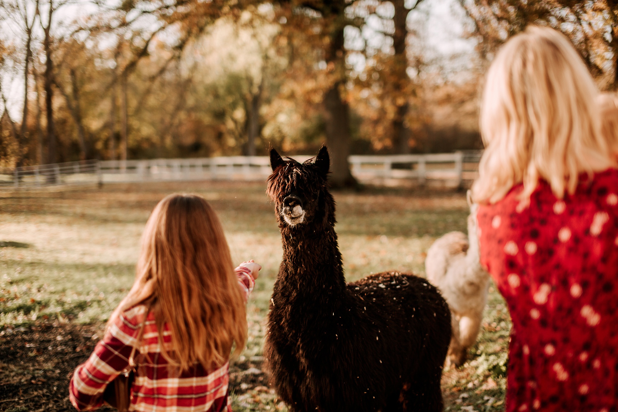 FAMILY ALPACA PHOTOS MICHIGAN