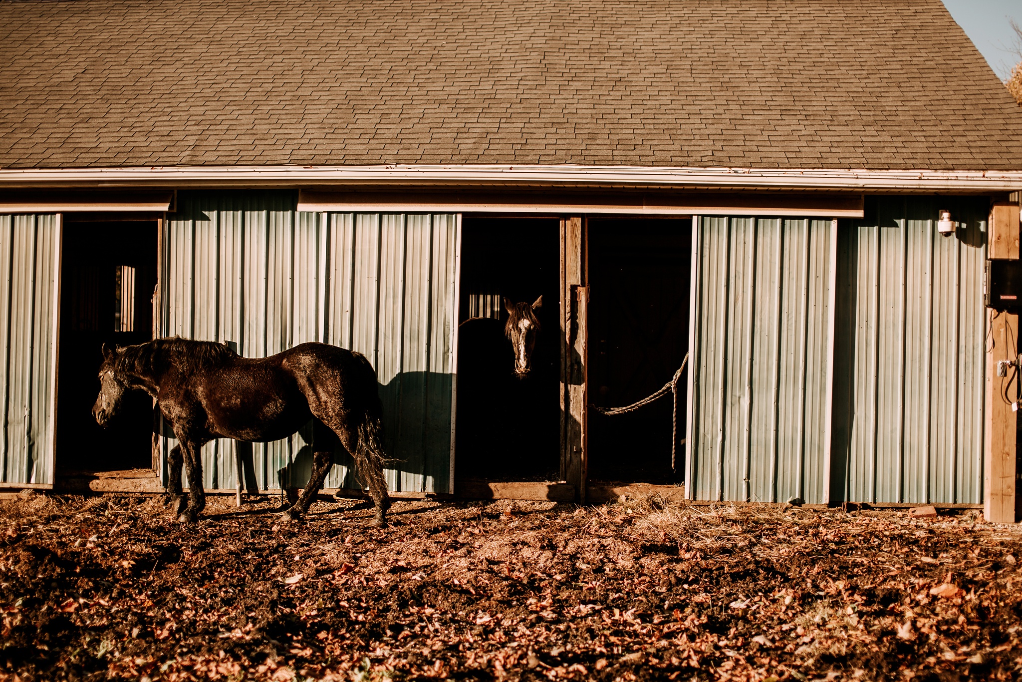 PETS PHOTOGRAPHER MICHIGAN